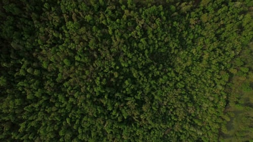 Satellite Aerial View of Forest
