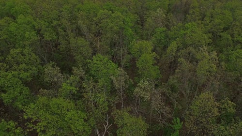 Lush Green Forest Aerial Drone View