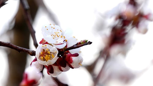 Tree Branch With Flowers