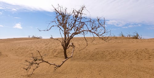 Desert 11