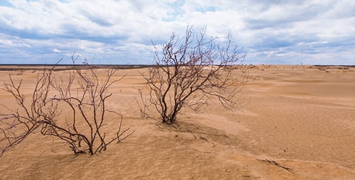Desert 12