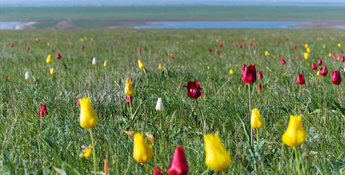 Wilde Tulpen 11