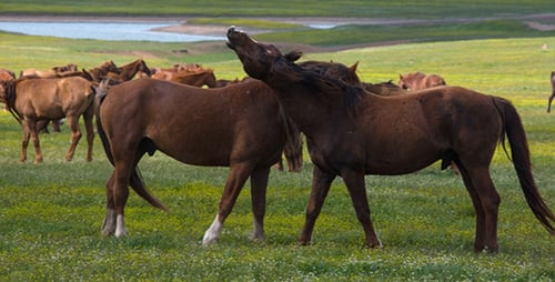 Horses Grazing Peacefully in a Summer Meadow