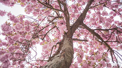 Arbre fleuri