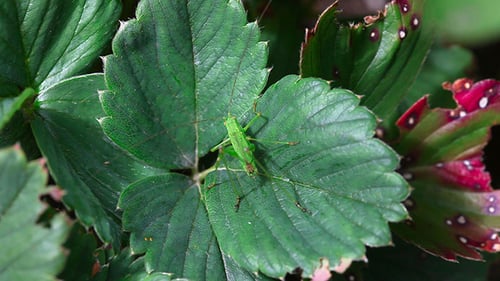 Grashüpfer 2