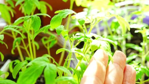 Small Tomato Seedlings in Pots on the Windowsill By the Window in Spring Sunlight