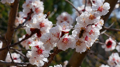 Honey Bee On White Flower