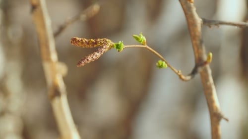 Birch Catkin