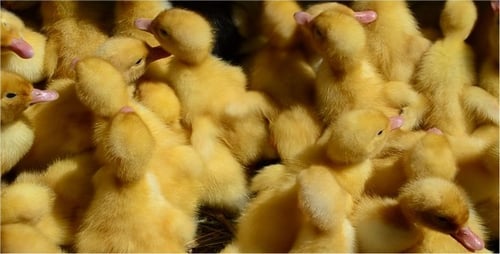 Duckling