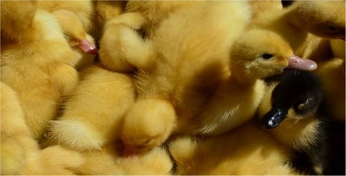 Duckling 2