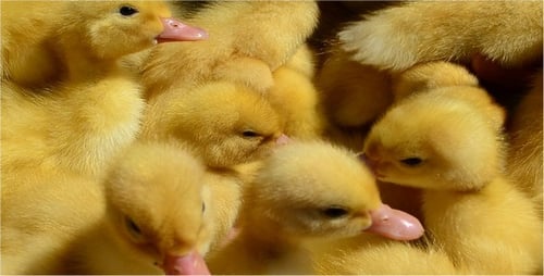 Duckling 3