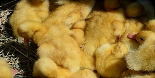 Duckling 4