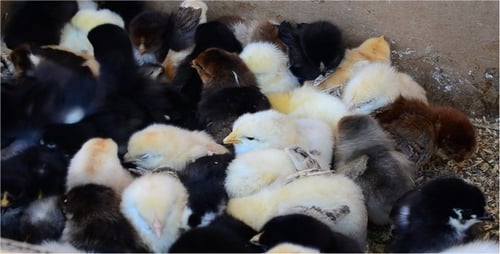 Group of adorable baby chicks huddled together