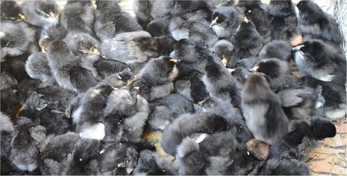 Fluffy Black Chicks Huddle and Chirp Together
