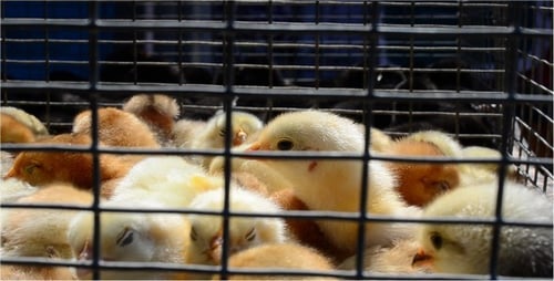 Cage 2