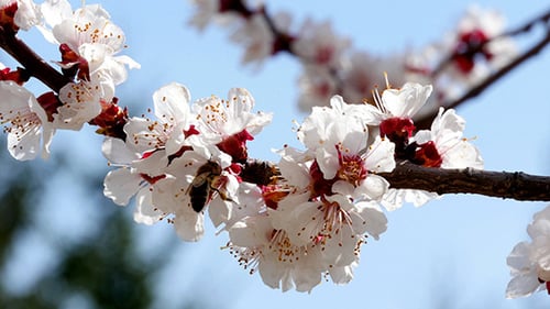 Honigbiene auf weißer Blume