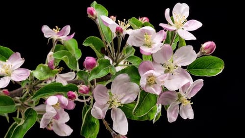 Flores de frutas frescas que florecen en primavera