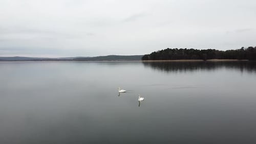 Cisnes nadando en el lago al atardecer