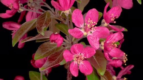 Pommier Malus Blooming Ornamental Paradise