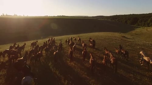 Majestic Horses Galloping Across Rural Landscape at Sunset