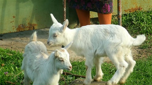 Senior Woman Walking A Goat
