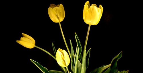 Yellow Tulips Blooming on Black Background