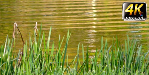 Gras und See