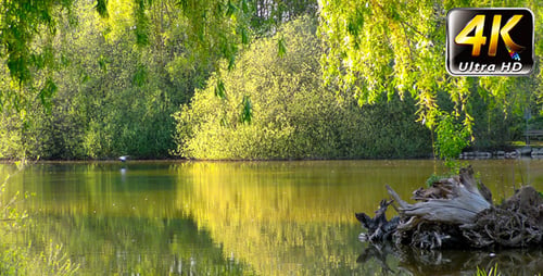 Parque en naturaleza verde