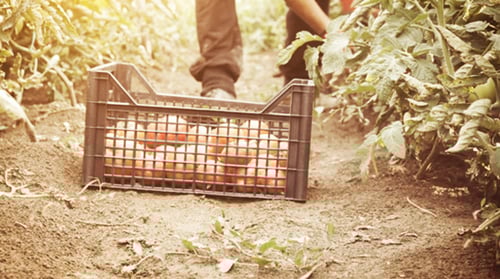 Tomato Harvest in a Sunny Garden