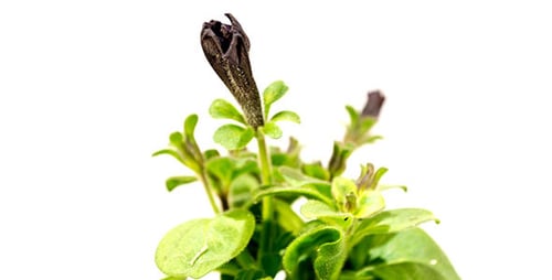 Close up black flower growth opening slowly