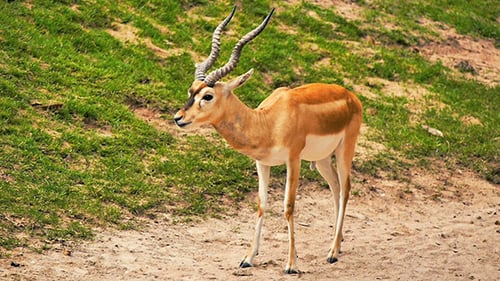 Thomson Gazelle