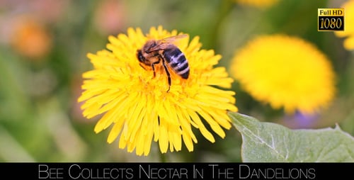 Bee Gathering Pollen on Yellow Dandelion Flower