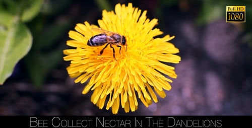 Bee Pollinating Bright Yellow Flower on a Sunny Day
