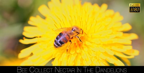 Bee on Bright Yellow Dandelion Flower