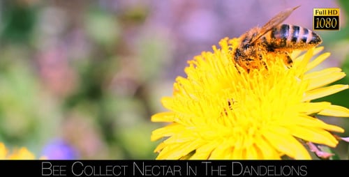 Honeybee Collects Pollen From Yellow Dandelion Flower