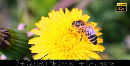 Bee Pollinating a Dandelion Flower in Bright Sunlight
