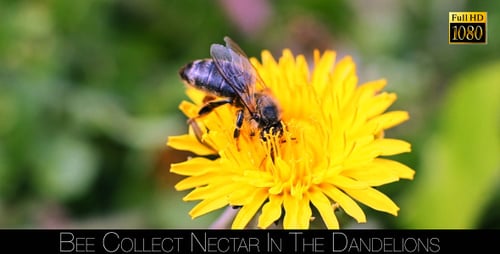 Bee Pollinating on Bright Yellow Dandelion Flower