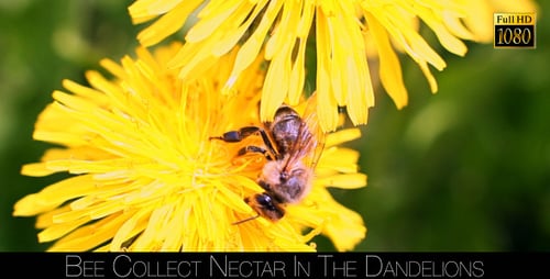 Bee Collecting Pollen on Yellow Dandelion Flower