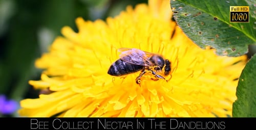 Bee Pollinating Dandelion Flower in Natural Daylight