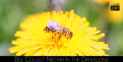 Bee Pollinating Bright Yellow Dandelion Flower