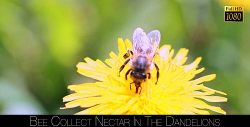 Honeybee on Bright Yellow Flower in Natural Setting
