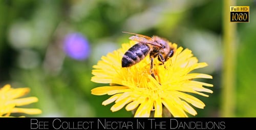 Bee on Yellow Dandelion Flower Gathering Pollen
