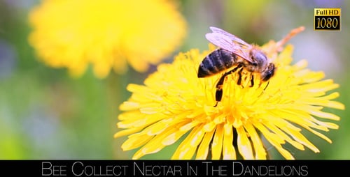 Bee Pollinating a Yellow Dandelion Flower