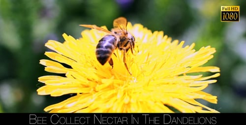 Bee Gathering Nectar on Bright Yellow Dandelion
