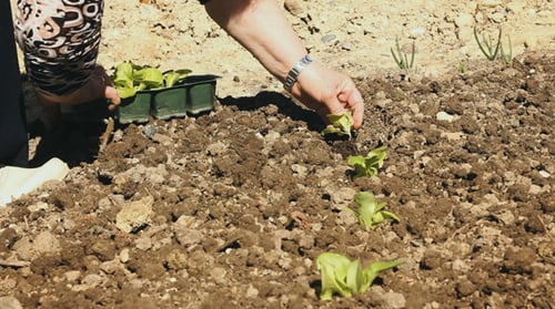 Weibliche Hand pflanzt den Setzling im Garten