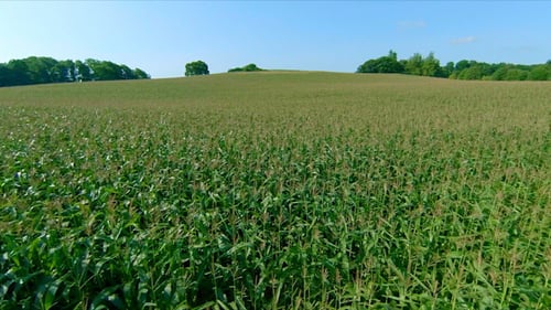 Flying Over a Corn Field