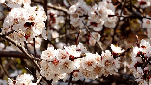 Tree Branch With White Flowers