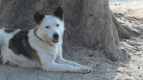 Hund sitzt auf Sand unter einem Baumsockel