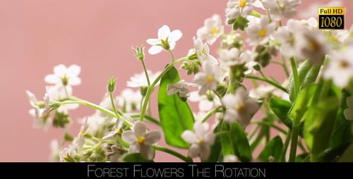Forest Flowers The Rotation