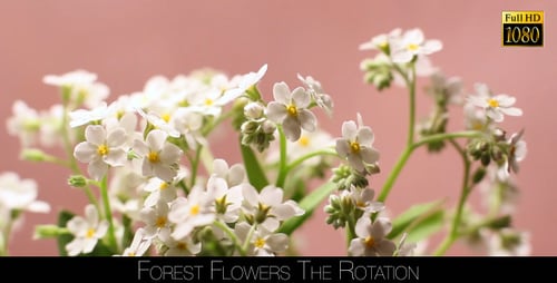 Forest Flowers The Rotation 2